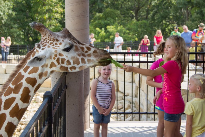 A giraffe at the Niabi Zoo