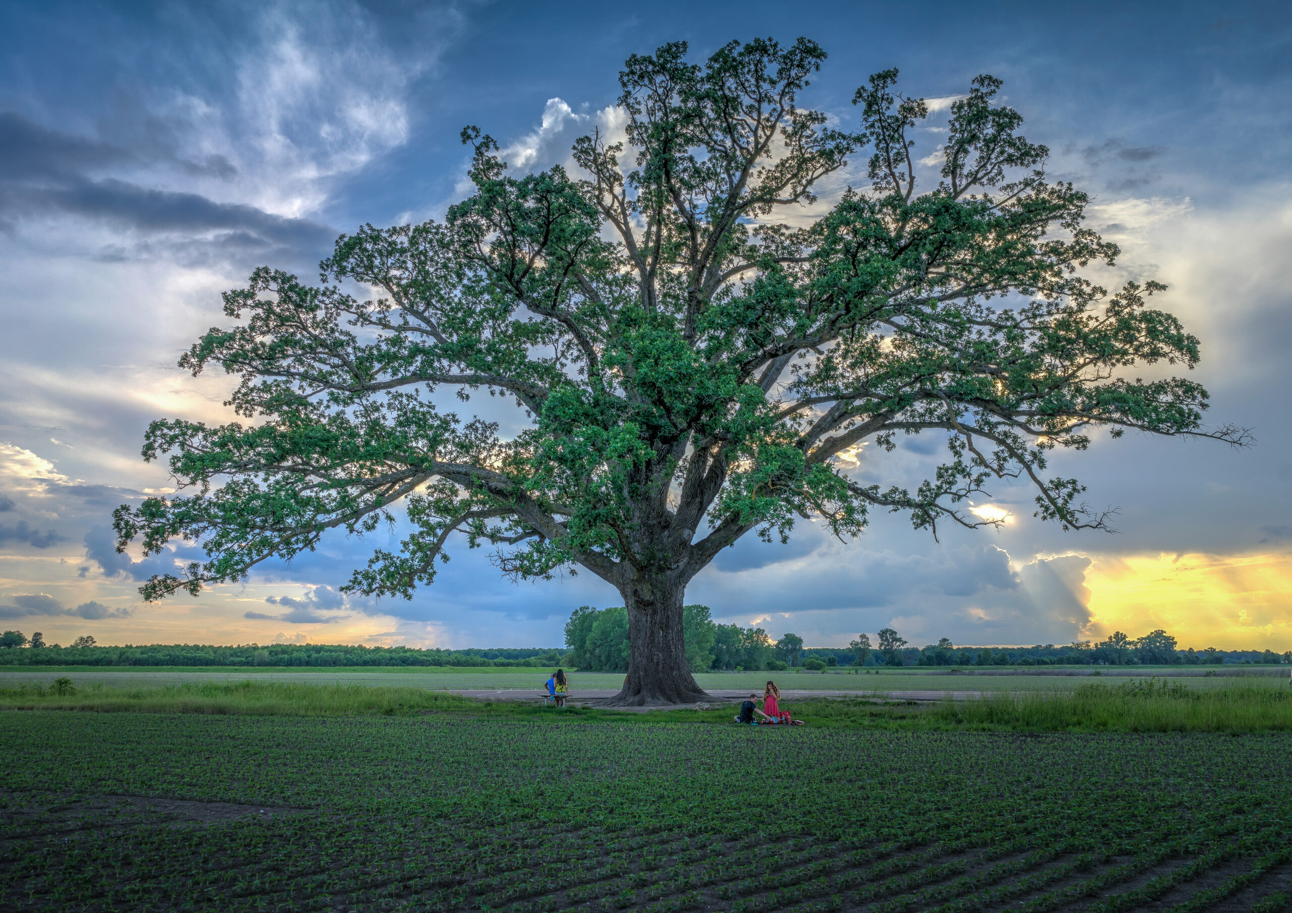 The Burr Oak Tree
