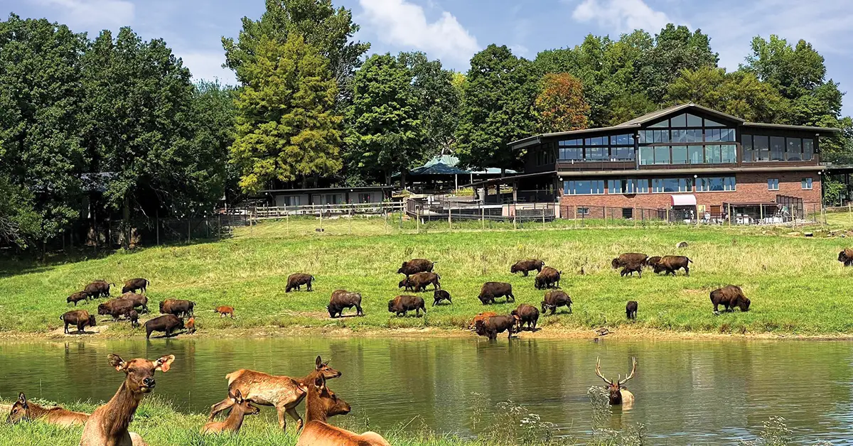 Bison at Wildlife Prairie Park near Peoria